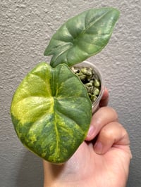 Image 1 of ALOCASIA REGINAE AUREA VARIEGATED *High color”