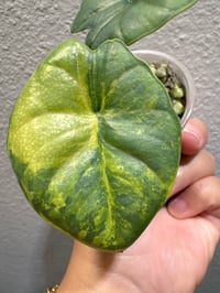 Image 2 of ALOCASIA REGINAE AUREA VARIEGATED *High color”