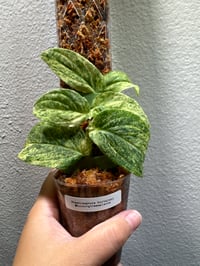 RHAPIDOPHORA KORTALSII (RK3)