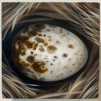 Image 1 of Osprey Egg