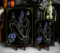 Image 2 of Grape Hyacinth 