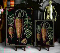 Image 2 of Carrot
