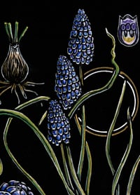 Image 3 of Grape Hyacinth 