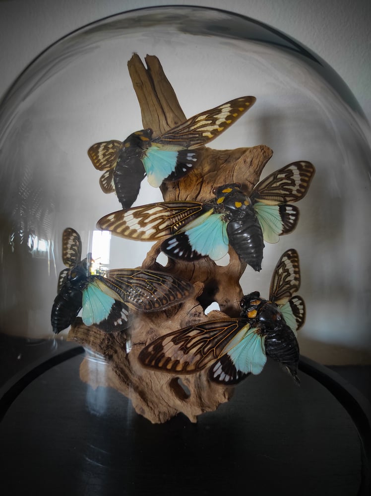 Image of Cicada glassdome