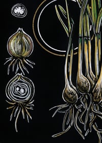 Image 3 of Snow Drop