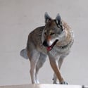 Realistic portrait sculpture of your pet / Escultura hiperrealista de tu mascota