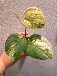 Image 1 of SCINDAPSUS SP HALIMOON (H5)