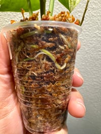 Image 2 of SCINDAPSUS SP HALIMOON (H5)