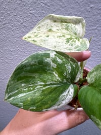 Image 2 of SCINDAPSUS SP SILVER SPLASH (SS6)