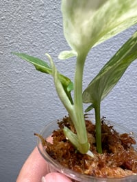 Image 5 of SCINDAPSUS SP SILVER SPLASH (SS6)