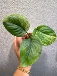 Image 4 of SCINDAPSUS SP SATIN MARBLE (SM2)