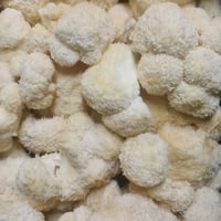 Lions Mane up to 1.2kg