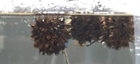 Image 2 of Sweet Gum Pod Seed  botanicals