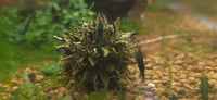Image 5 of Sweet Gum Pod Seed  botanicals