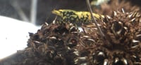 Image 4 of Sweet Gum Pod Seed  botanicals