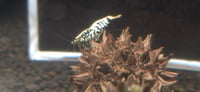 Image 3 of Sweet Gum Pod Seed  botanicals