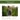Tree Farm 