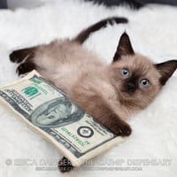 Image 1 of Catnip Crinkle Cash