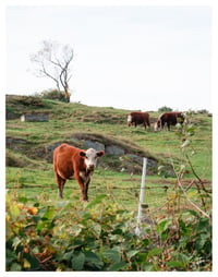 PRINT: COWS IN VERMONT