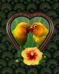 Love Birds