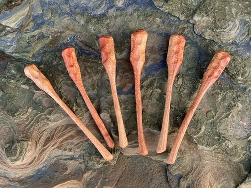 Image of Banksia Honey Dipper