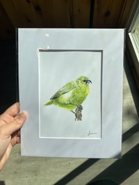 Maui Parrotbill Print