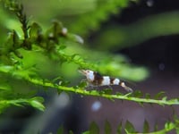 Image 4 of Crystal Black Shrimp