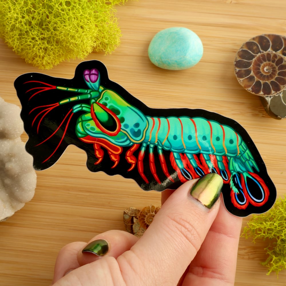 Holographic Peacock Mantis Shrimp Sticker