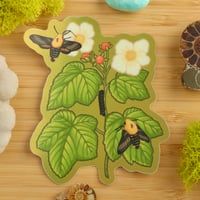 Image 1 of Thimbleberry & Sphinx Moth Sticker