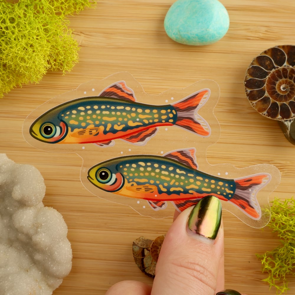 Clear Celestial Pearl Danio Sticker