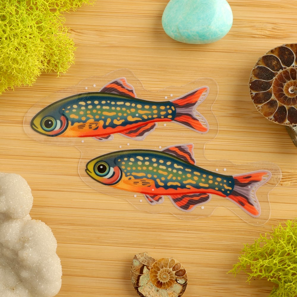 Clear Celestial Pearl Danio Sticker