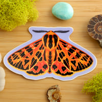 Image 1 of Ornate Tiger Moth Sticker