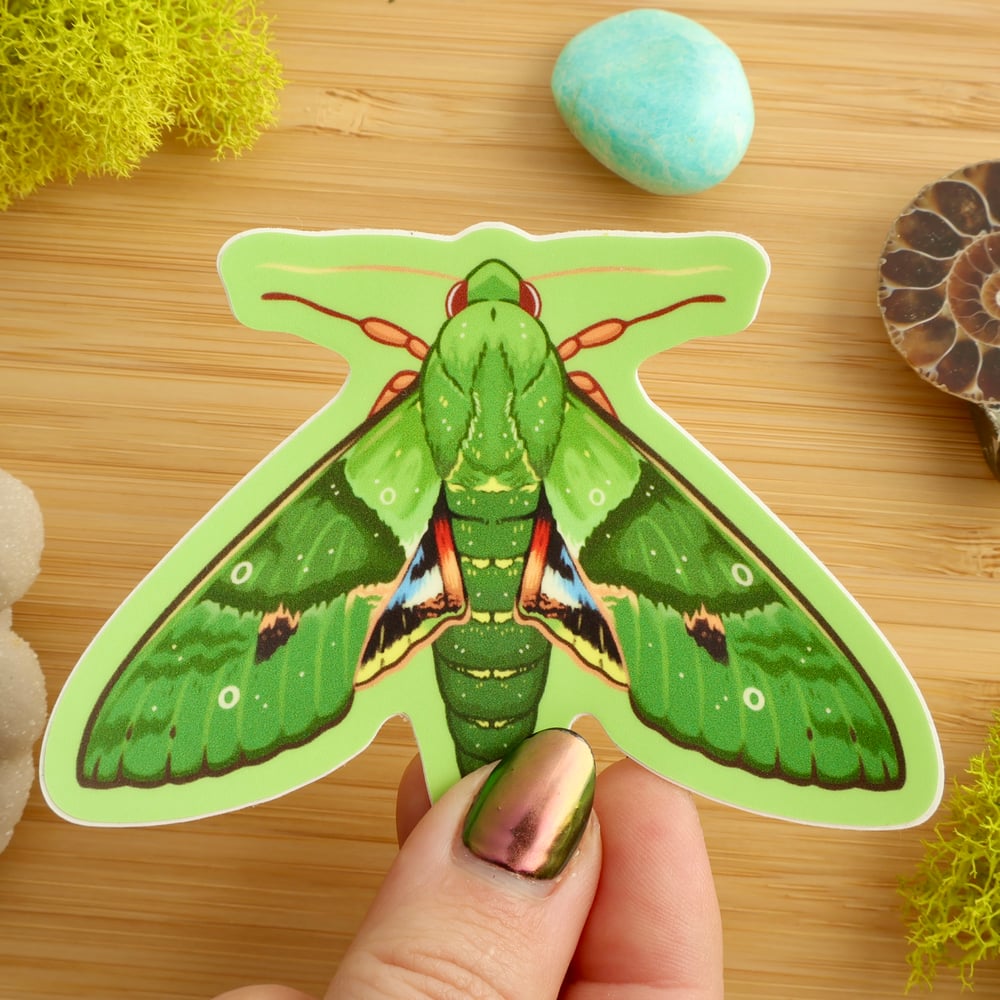 Gaudy Sphinx Moth Sticker