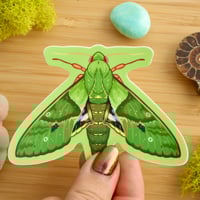 Image 2 of Gaudy Sphinx Moth Sticker