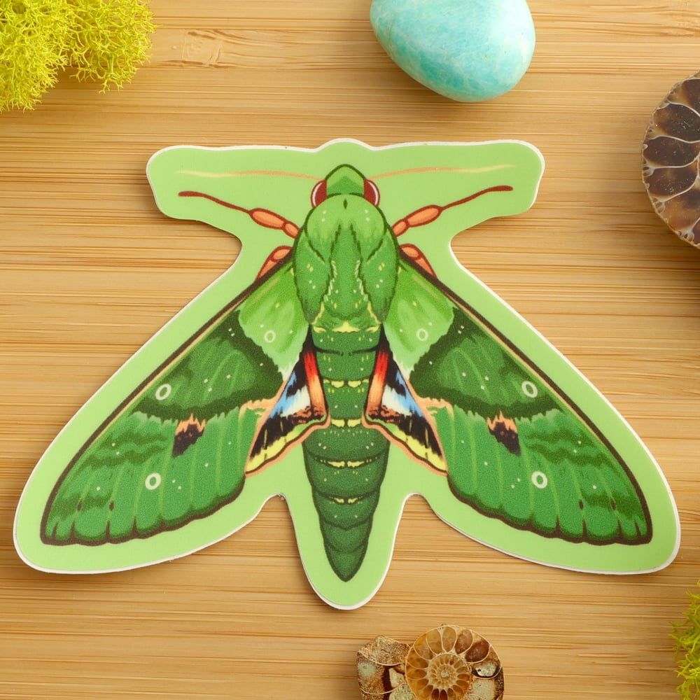 Gaudy Sphinx Moth Sticker