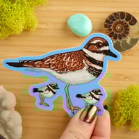Image 2 of Killdeer Sticker