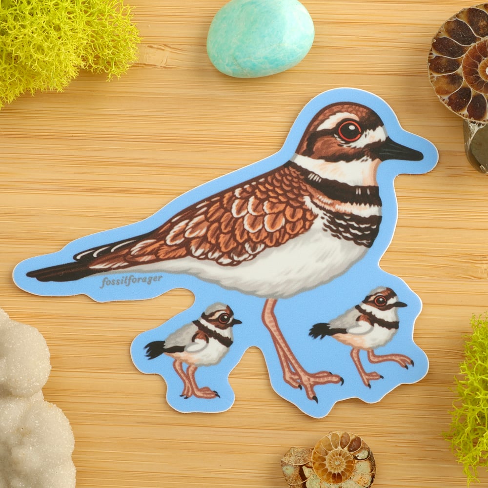 Killdeer Sticker