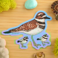 Image 1 of Killdeer Sticker