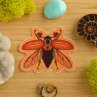 Image 1 of Cockchafer Beetle Sticker