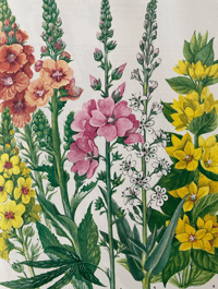 Image 4 of The Oxford Book of Garden Flowers