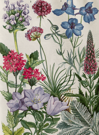 Image 6 of The Oxford Book of Garden Flowers