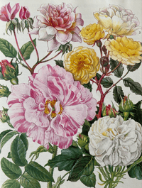 Image 5 of The Oxford Book of Garden Flowers