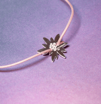 Image 1 of STELLA ALPINA