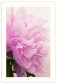 BLUSHING PEONY 1 (36X24)