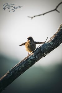 Image 2 of Baby Goldfinch