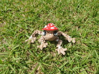 Image 1 of Mushroom Frogs