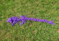 Image 4 of Baby Hollow Dragon
