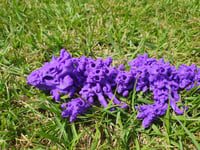 Image 2 of Baby Hollow Dragon