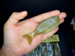 Image of Bob’s Bluegill 2PK (Baby Redear)
