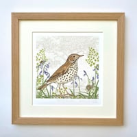 Image 1 of HAND DRAWN SONG THRUSH SIGNED ART PRINT